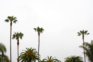 California palm trees and morning fog