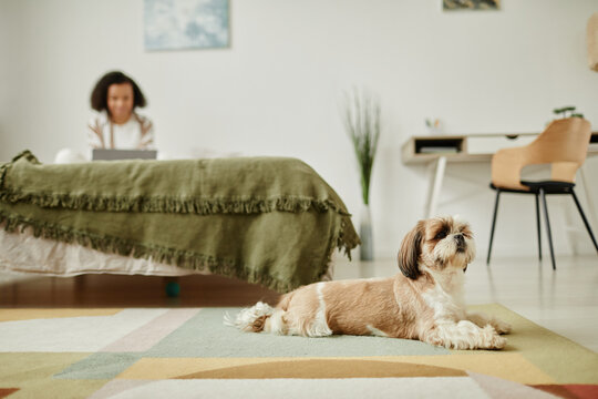 Cozy image of young woman relaxing at home with focus on cute Shih Tzu dog lying on floor in foreground, copy space