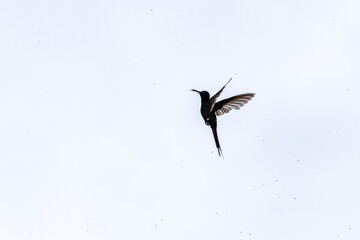 A Swallow-tailed hummingbird comendo insetos em pleno voo. Species Eupetomena macroura also know beija-flor-tesoura. Birdwatching. Animal World.
