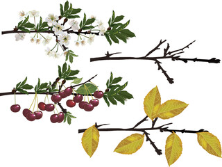 four seasons cherry tree branches isolated on white