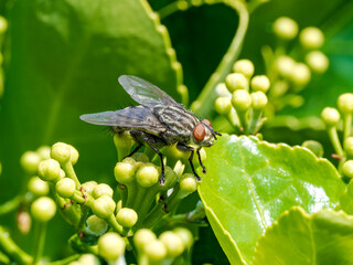 Macro de una mosca en el bosque