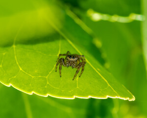 Araña saltarina