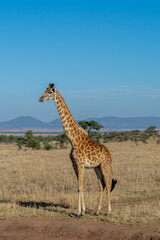 wild giraffe in Serengeti National Park in the heart of Africa