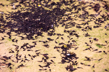 School of tadpoles in shallow transparent water. A lot of black tadpoles swim in water.
