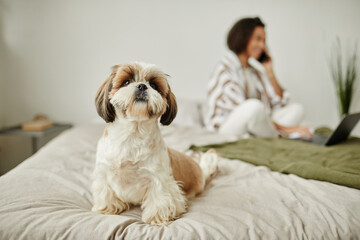 Full length portrait of proud little dog sitting on bed at home and looking at camera, copy space