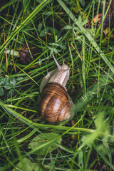 Big snail Burgundy snail or Roman snail crawling on the grass in the garden