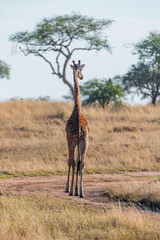 wild giraffe in Serengeti National Park in the heart of Africa