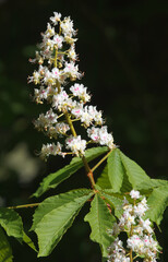 Blooming branch of a common horse chestnut tree, Aesculus hippocastanum with a large white blossoms and green leaves on dark background.