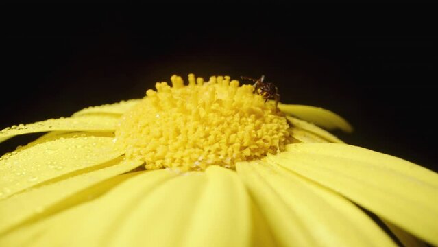 A yellow Anacyclus flower, surrounded by droplets of water, spins on a black background with an ant crawling on it, captured in macro.