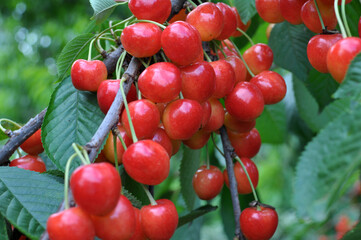 On a tree branch, ripe berries sweet cherry (Prunus avium)