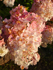 Beautiful pink flowers growing on a bush in a home garden on a sunny summer day, Lodz, Poland