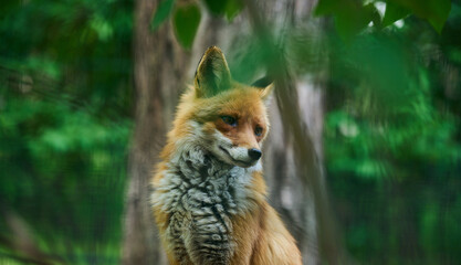 Portrait of a wild red fox in green foliage