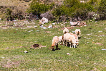 Domestic animals on the background of summer mountain landscapes of Jeti-Oguz (seven bulls) gorge near Issyk-Kul lake, Kyrgyzstan