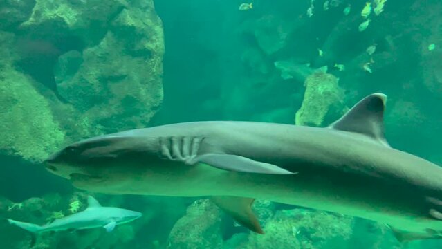 Passage du requin