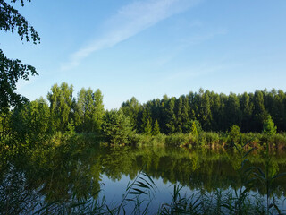 Reflection of trees and shrubs growing on the shores of the lake on a sunny summer day, Puławy, Poland.