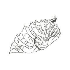 Linear sketch of a leaf. Flying autumn elm leaf