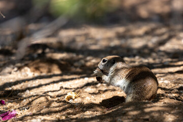 Naklejka na ściany i meble An adult female round-tailed ground squirrel, Xerospermophilus tereticaudus, foraging for food in the Sonoran Desert. Cute native wildlife. Pima County, Tucson, Arizona, USA.