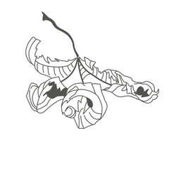 Linear sketch of a leaf. Flying autumn maple leaf. Delicate twisted sheet. Botanical drawing. Ecostyle of nature.