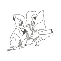 Linear sketch of a leaf. Flying autumn oak leaf. Delicate twisted leaf. Botanical drawing. Ecostyle of nature.