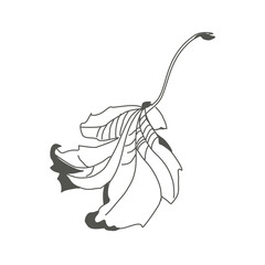 Linear sketch of a leaf. Flying autumn maple leaf. Delicate twisted sheet. Botanical drawing. Ecostyle of nature.