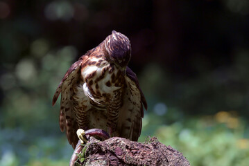 Crested goshawk with its prey