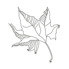 Linear sketch of a leaf. Flying autumn sycamore leaf. Delicate twisted sheet. Botanical drawing. Ecostyle of nature.