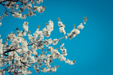 Fiori di ciliegio

Cherry blossoms
