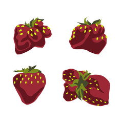 Fototapeta premium Ripe strawberries of an unusual shape. Juicy summer red berry. Vector drawing