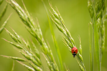 Ladybug on wheat