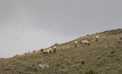 Herd of Bighorn Rams in Wyoming