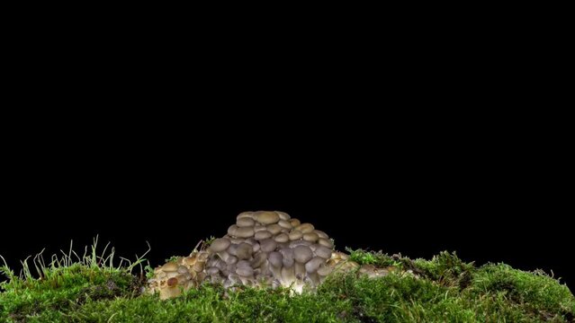 Sprouting Oyster Mushroom Time Lapse fall. Fungus shirataki on isolated black background autumn accelerated time-lapse