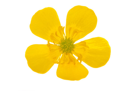 cinquefoil flower isolated
