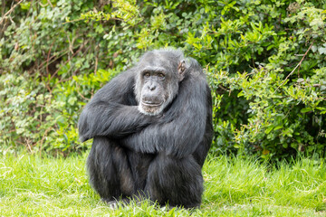 While waiting to be fed, this captive chimpanzee would sit and wait patiently until food arrived.