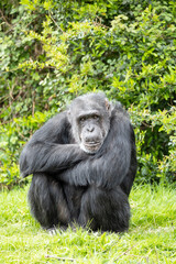 While waiting to be fed, this captive chimpanzee would sit and wait patiently until food arrived.