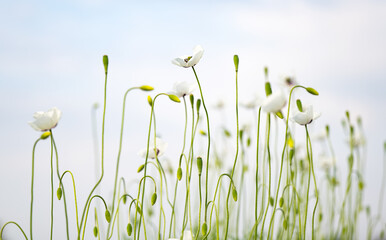 Obraz premium white poppy on a meadow in spring