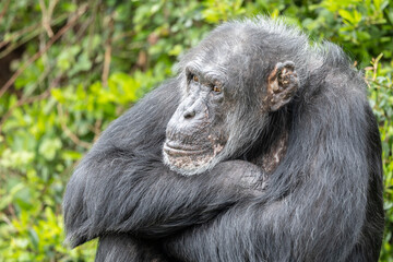 While waiting to be fed, this captive chimpanzee would sit and wait patiently until food arrived.