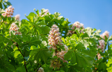 blooming chestnut on a tree in spring