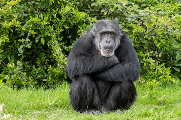 While waiting to be fed, this captive chimpanzee would sit and wait patiently until food arrived.