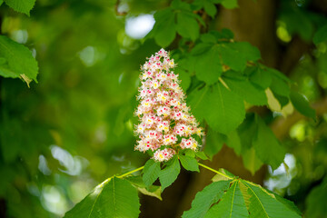 blooming chestnut on a tree in spring