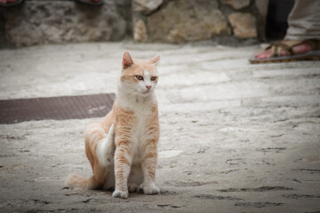 cat is sitting in the city in croatia. Tourists can pet it. A stray cat.