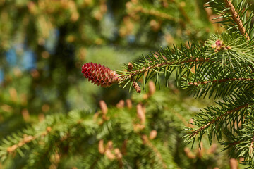 Female spruce cone in a city park. Spruce cones ripen. Spring.