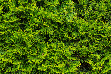 green twigs of thuja emerald with visible texture