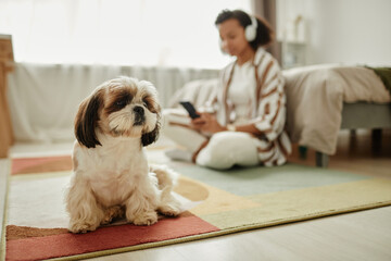 Portrait of cute Shih Tzu dog sitting on carpet and looking at camera with young woman in...
