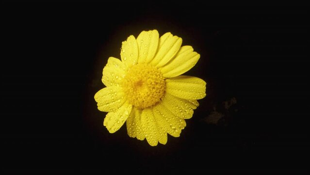A top-down view of a spinning yellow Anacyclus flower surrounded by droplets of water, captured in close-up on a black background.