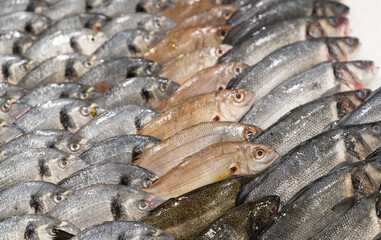 fish in a supermarket in Madeira