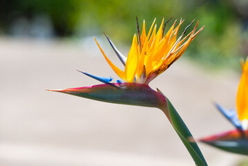 flower Strelitzia bird of paradise close-up