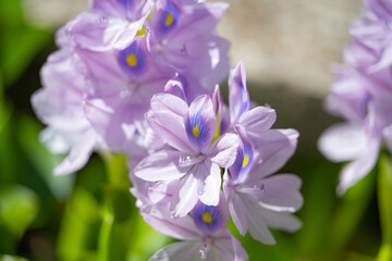 Obraz na płótnie Canvas flower Brazilian Water Hyacinth close-up