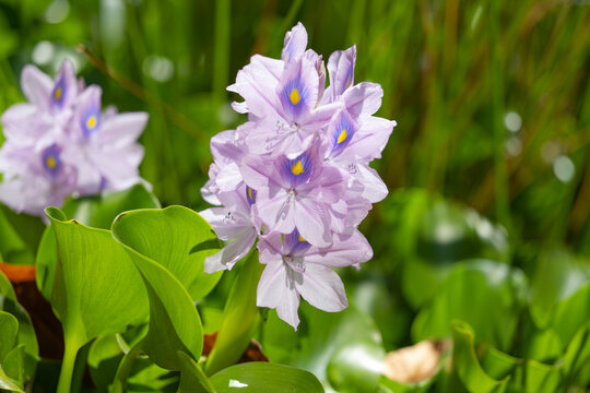 flower Brazilian Water Hyacinth close-up