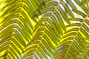 beautiful background of fern leaves close up