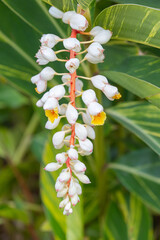 Fototapeta premium Alpinia tserumbet growing on the island of Madeira
